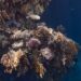 Diving in Marsa Alam