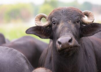 house hunters buffalo brendan jesi cunningham