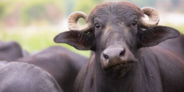 house hunters buffalo brendan jesi cunningham