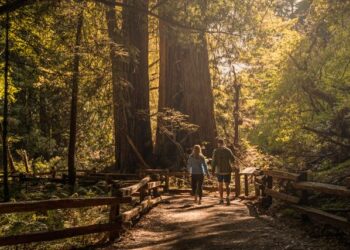 15 Best Things to Do in Redwood National Park